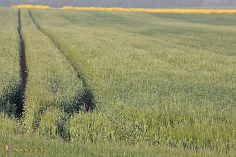 Nom de l'image : D2162560_1_(c)Norbert-JUNG — Description :